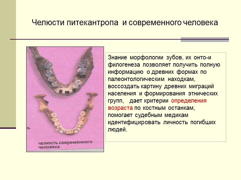 Знание морфологии зубов, их онто-и филогенеза позволяет получить полную информацию о древних формах по